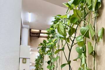 زیبا سازی محیط کتابخانه با گلدان های گل طبیعی